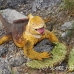 iguana_land_spz_h_0158_ecu1857.jpg